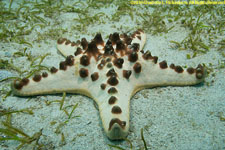 chocolate chip sea star